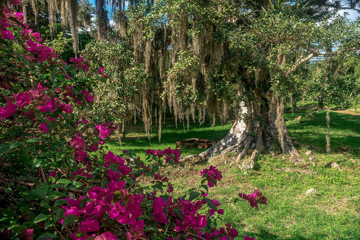 Bougainvillea in bloom beneath the old fig trees