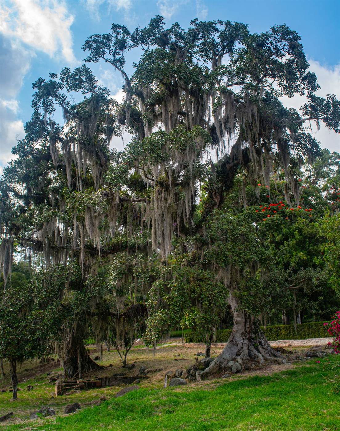 Great moss-draped trees over the gardens of Quim&iacute;apan